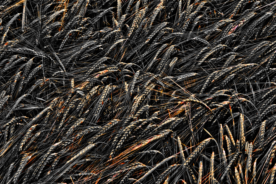 Rye XIII - ID 007655