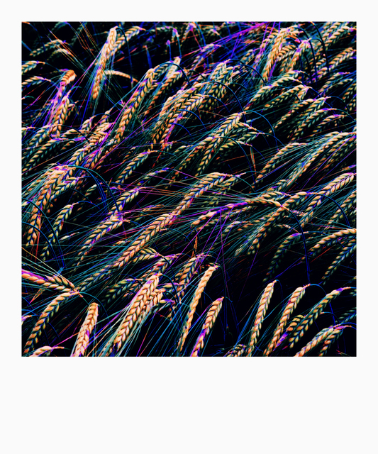 Rye XVII - ID 007659