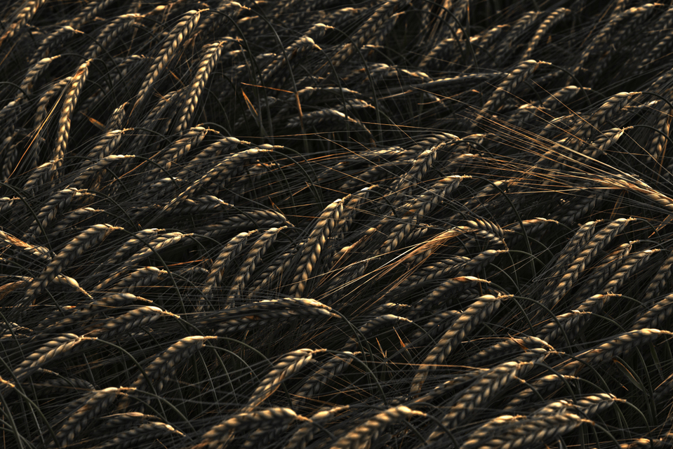 Rye XVIII - ID 007660