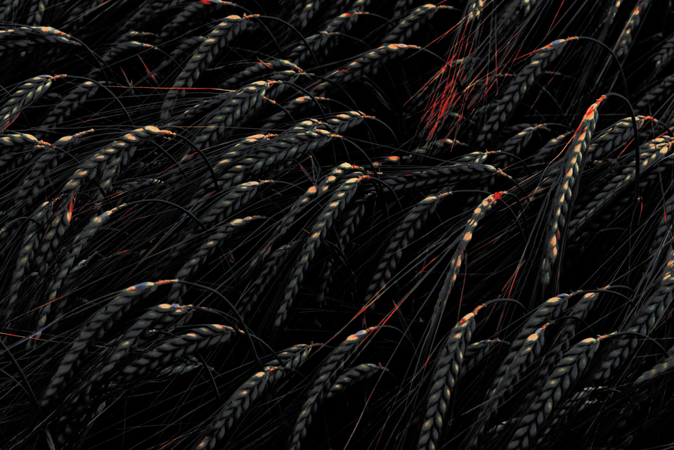 Rye XXII - ID 007664