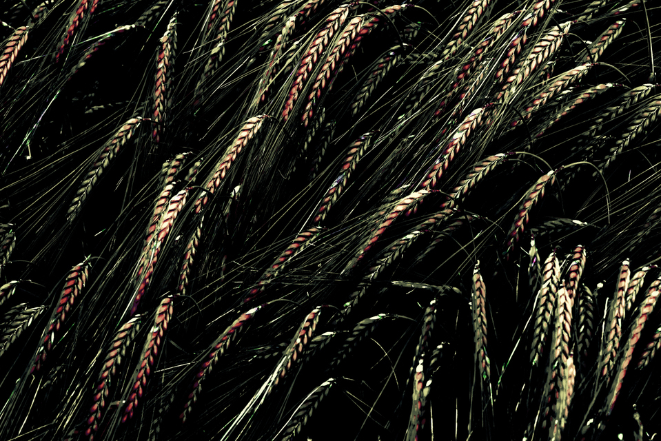 Rye XXIV - ID 007666