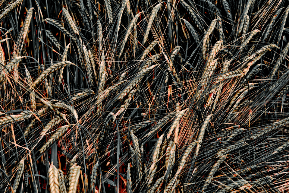 Rye XXVI - ID 007668