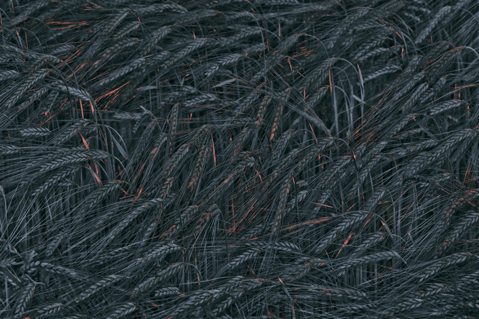 Rye XXVII - ID 007669