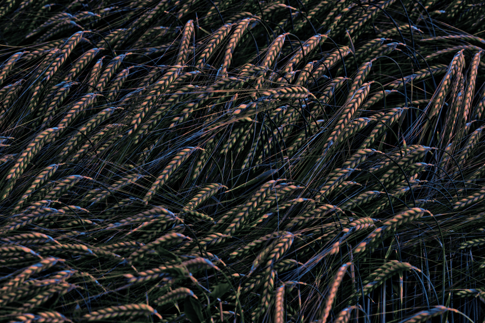 Rye XXVIII - ID 007670