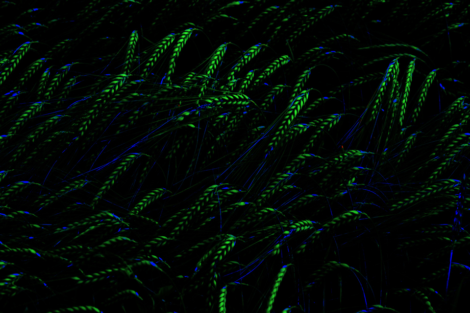 Rye XXIX - ID 007671