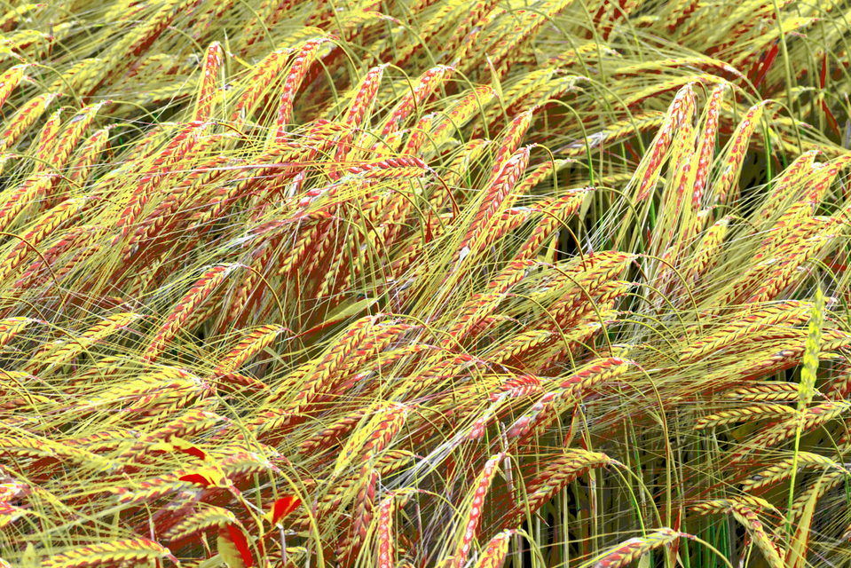 Rye XXXI - ID 007673