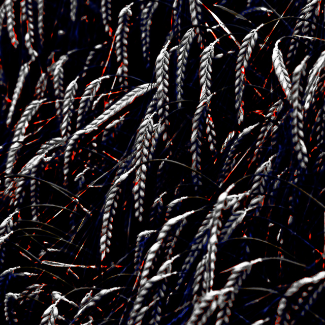 Rye XXXV - ID 007677