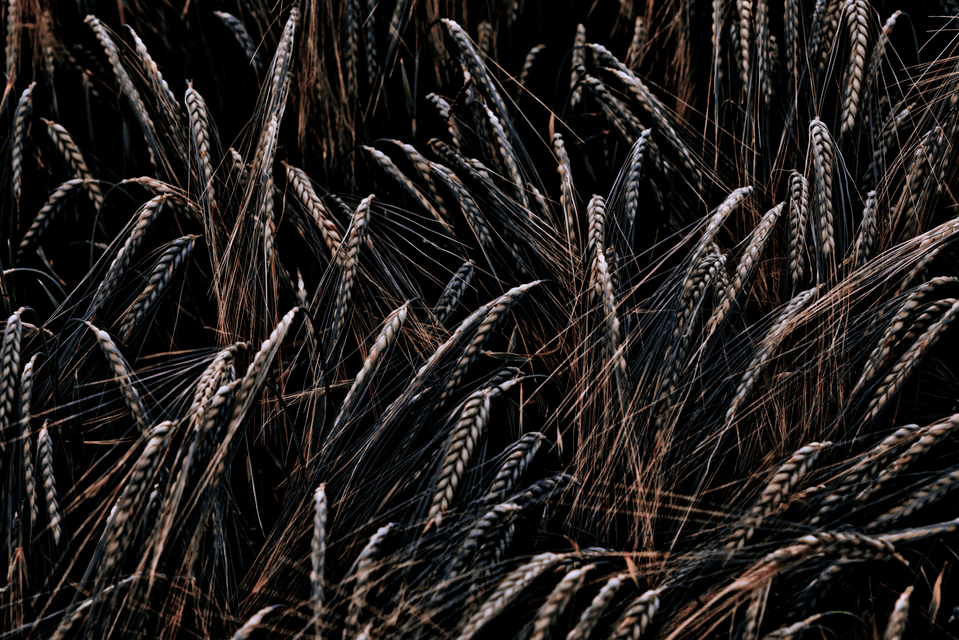 Rye XXXVI - ID 007678