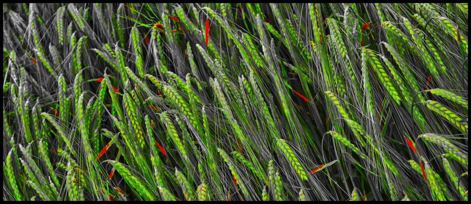 Rye XXXVII - ID 007679