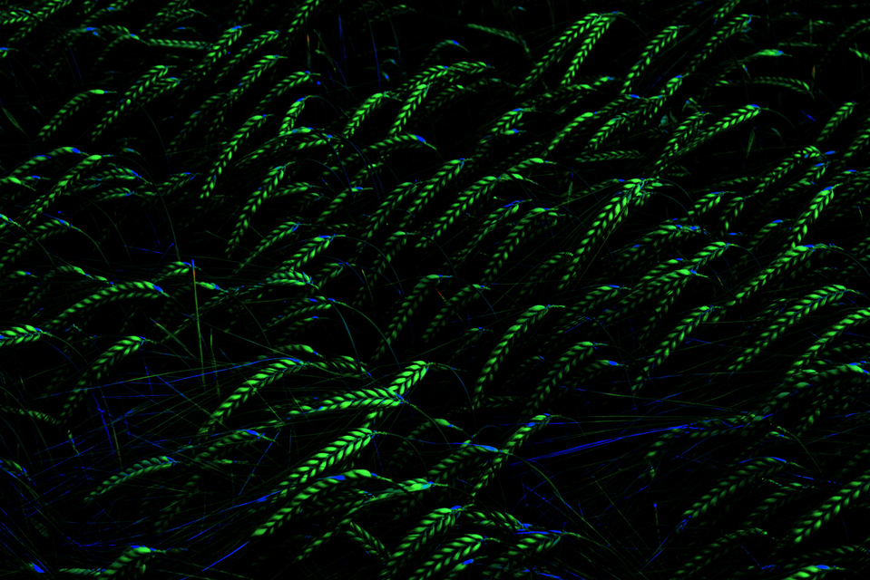 Rye XXXVIII - ID 007680