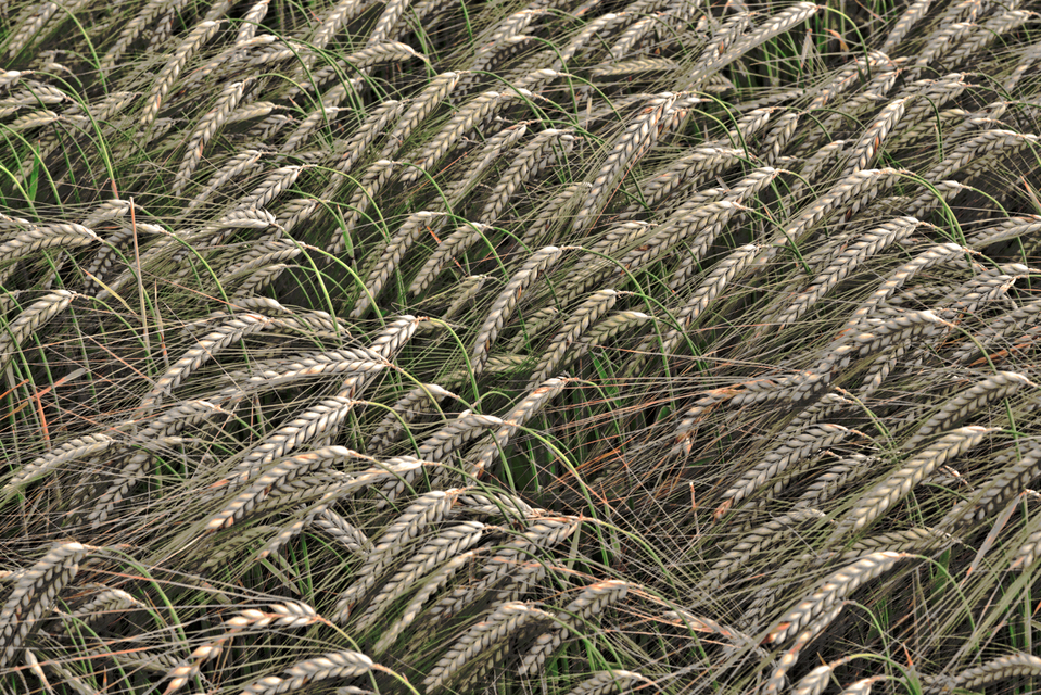 Rye XXXIX - ID 007681