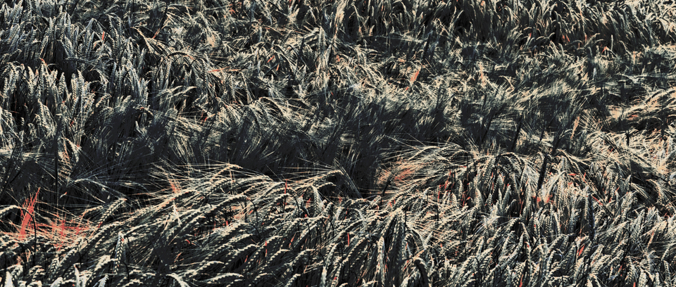 Rye XLIII - ID 007685