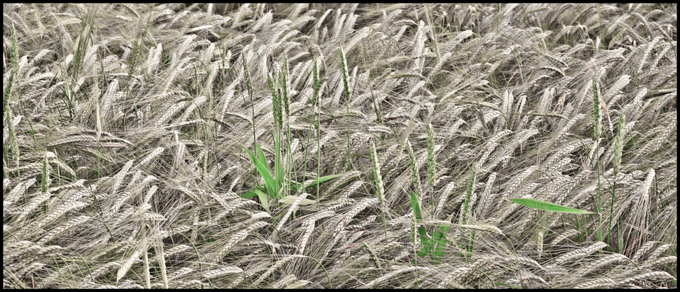 Rye XLVI - ID 007688