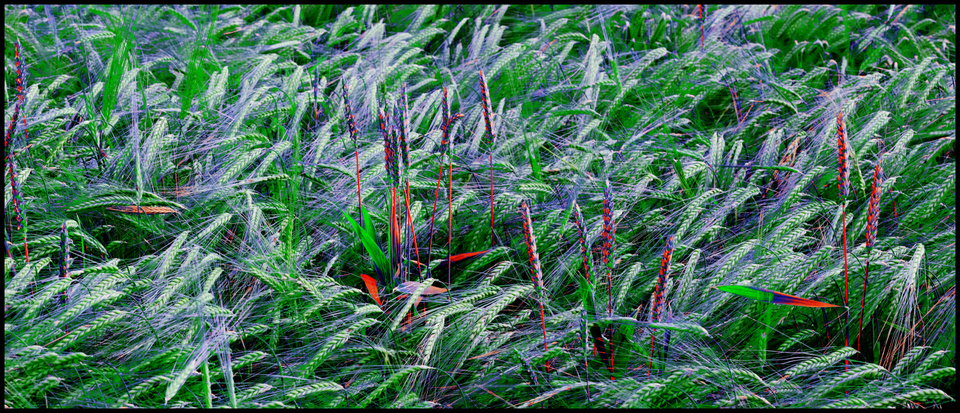 Rye XLVII - ID 007689