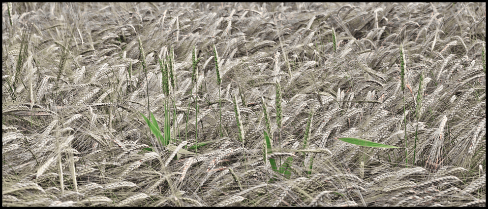 Rye XLIX - ID 007691