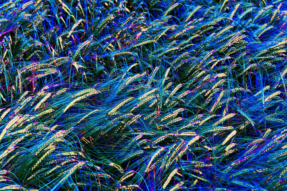 Rye LIII - ID 007695