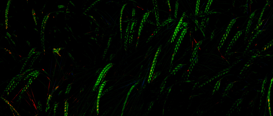 Rye LVIII - ID 007700