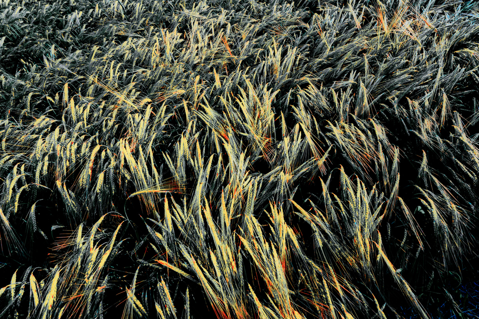 Rye LXIII - ID 007705