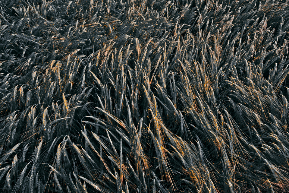 Rye LXIV - ID 007706