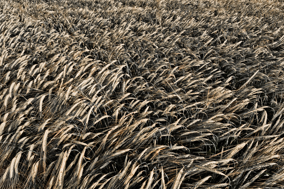 Rye LXVI - ID 007708