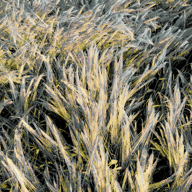 Rye LXXIII - ID 007715