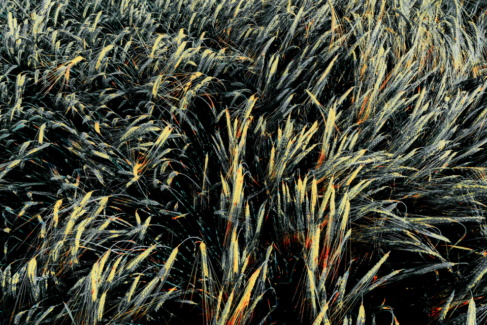 Rye LXXV - ID 007717