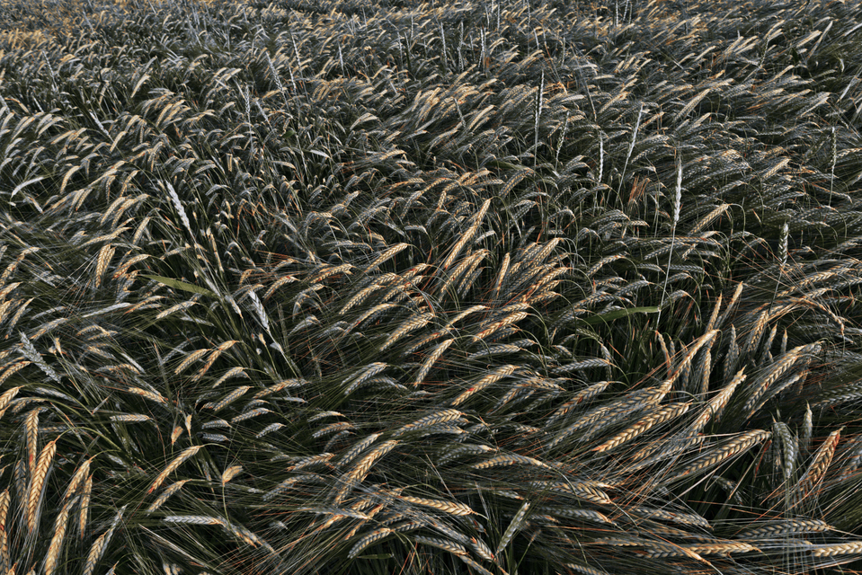 Rye LXXVI - ID 007718