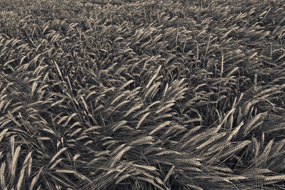 Rye LXXVII - ID 007719