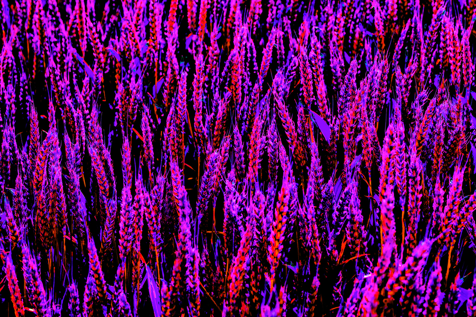 Rye LXXIX - ID 007721