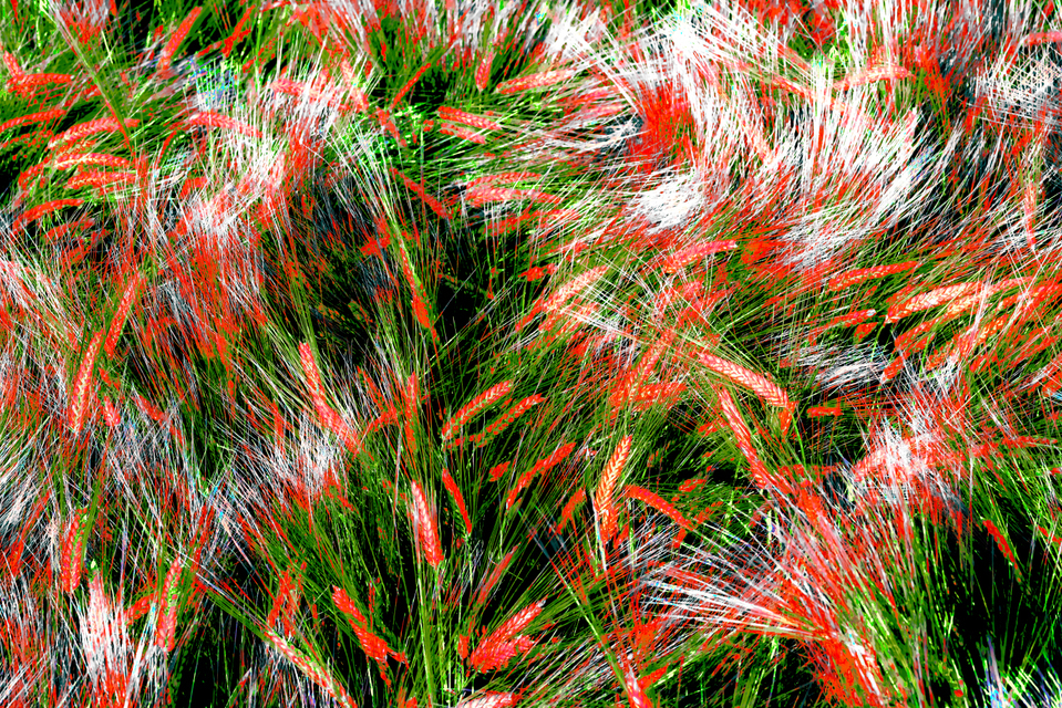 Rye LXXXII - ID 007724