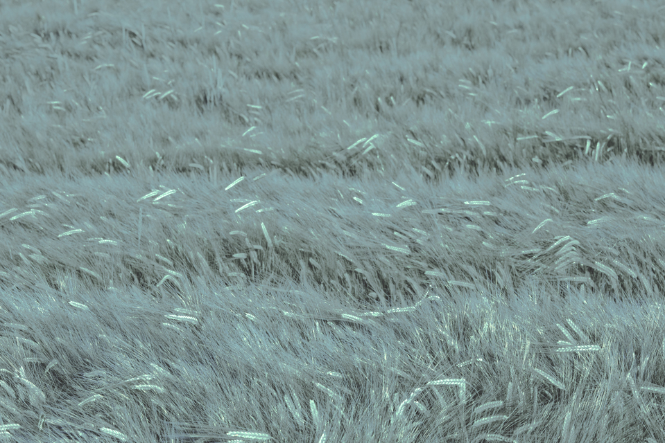 Rye LXXXIII - ID 007725