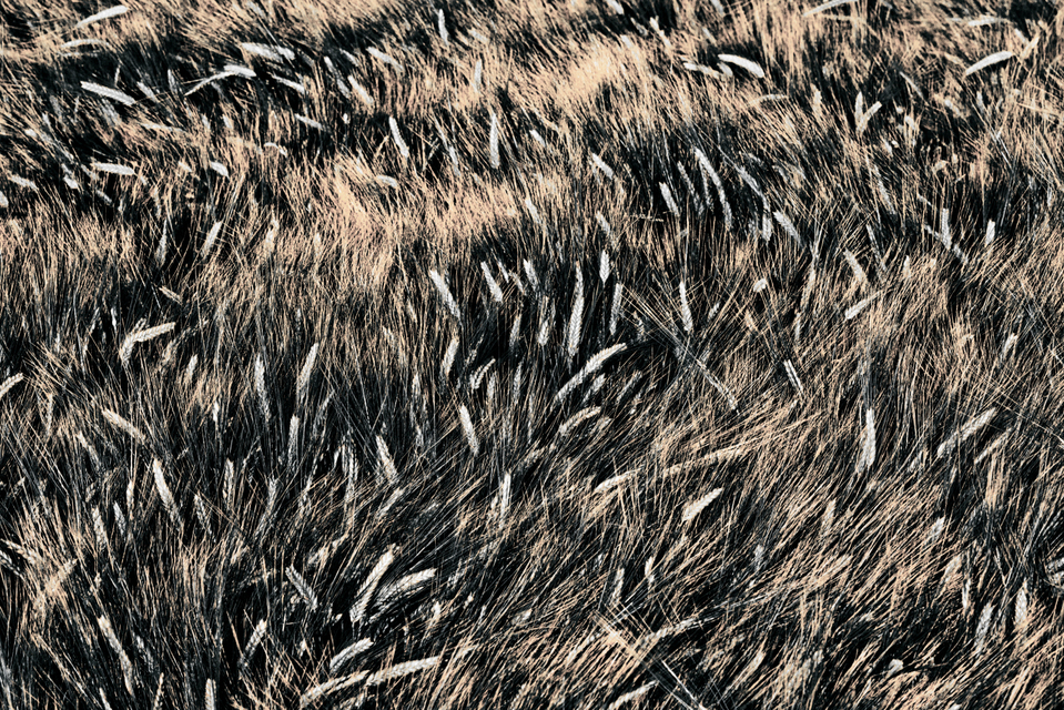 Rye LXXXIV - ID 007726