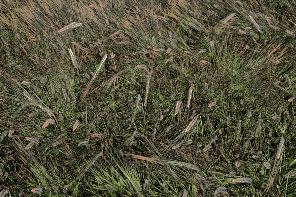 Rye LXXXV - ID 007727