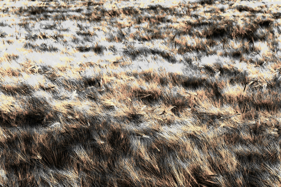 Rye LXXXVII - ID 007729