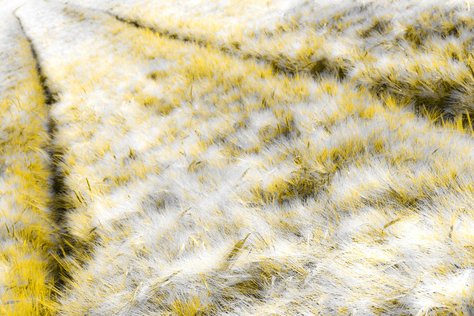 Rye LXXXIX - ID 007731