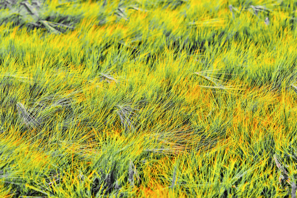 Rye XCII - ID 007734