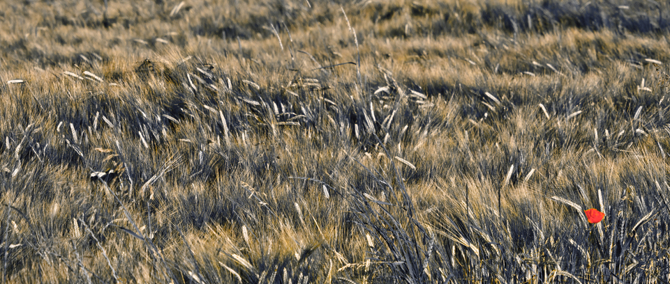 Rye XCIII - ID 007735