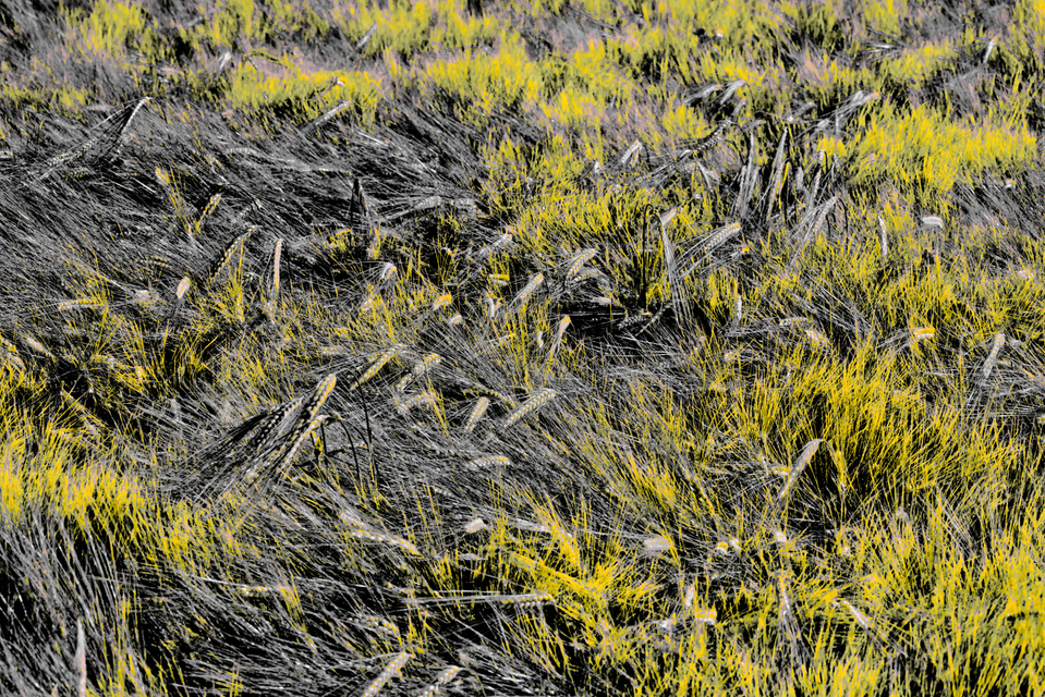 Rye XCIV - ID 007736