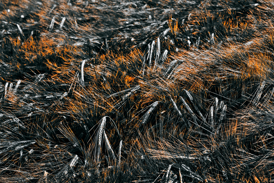 Rye XCIX - ID 007741