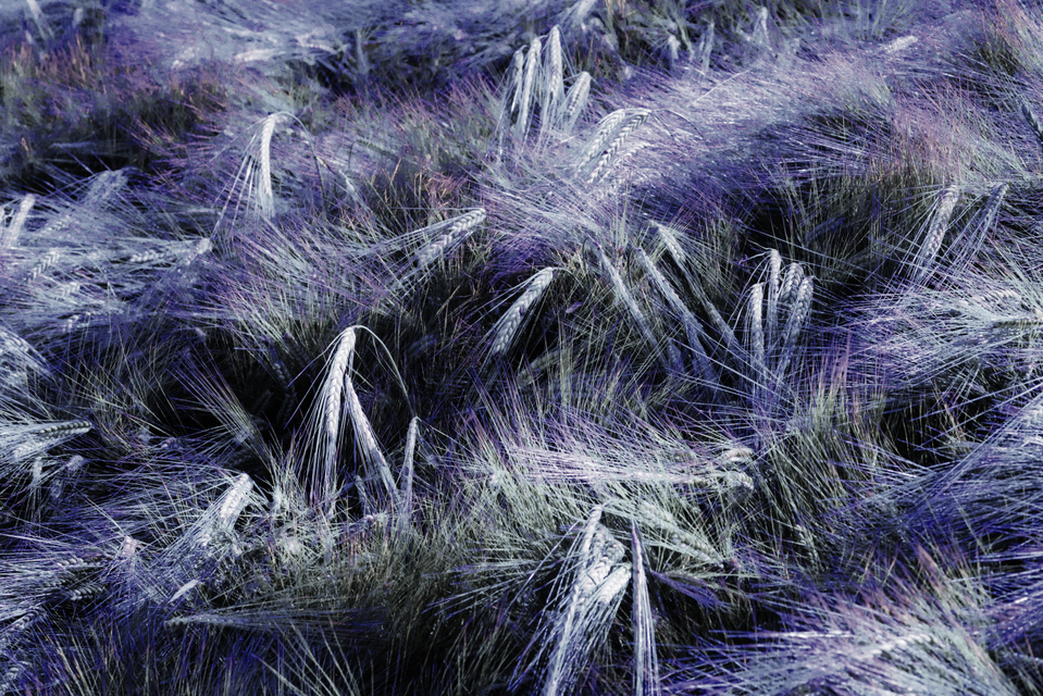 Rye CIII - ID 007745