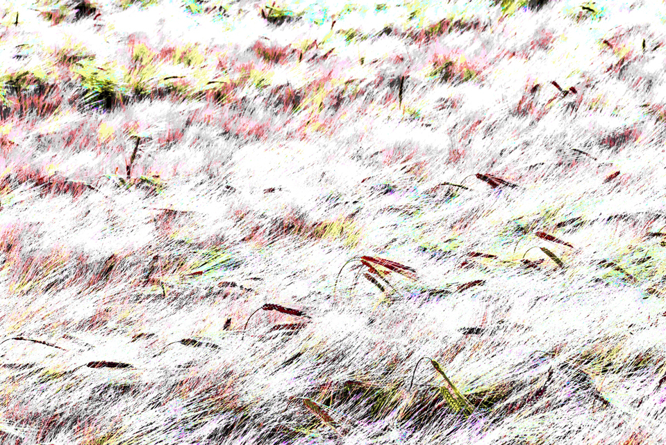 Rye CVIII - ID 007750