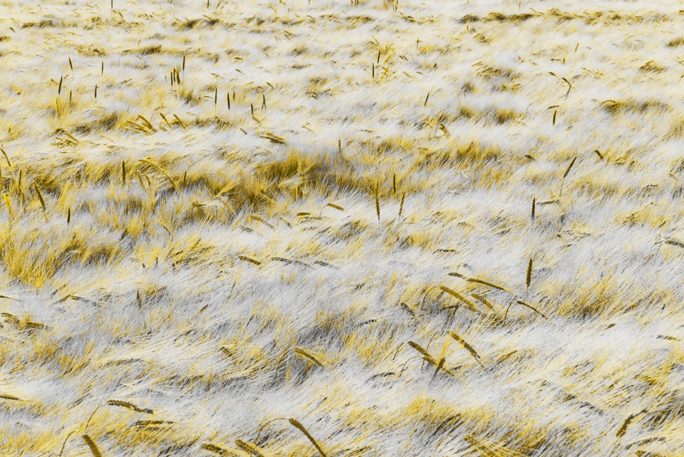 Rye CXVI - ID 007758