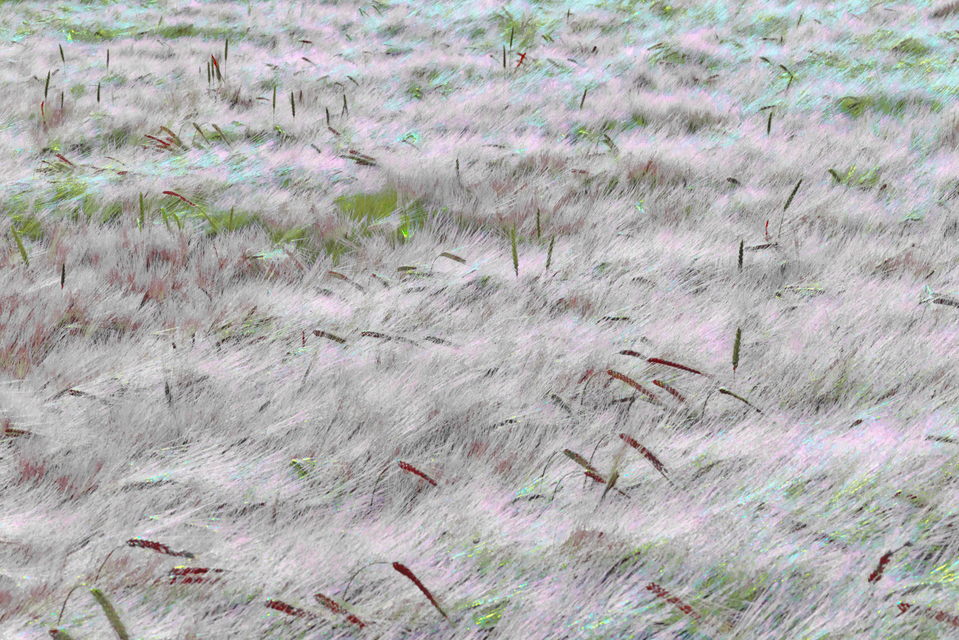 Rye CXVII - ID 007759