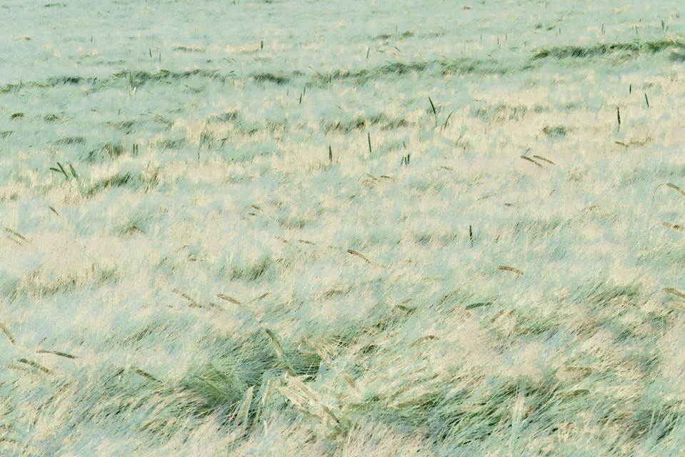 Rye CXVIII - ID 007760