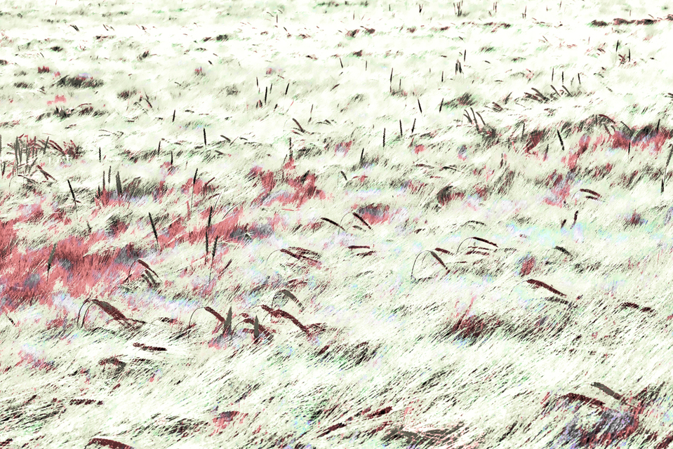 Rye CXIX - ID 007761