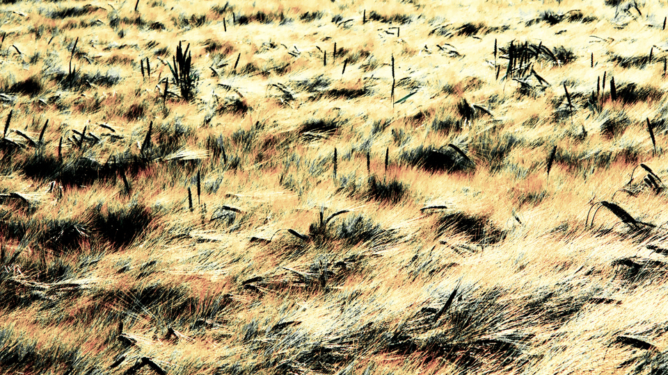 Rye CXXIV - ID 007766