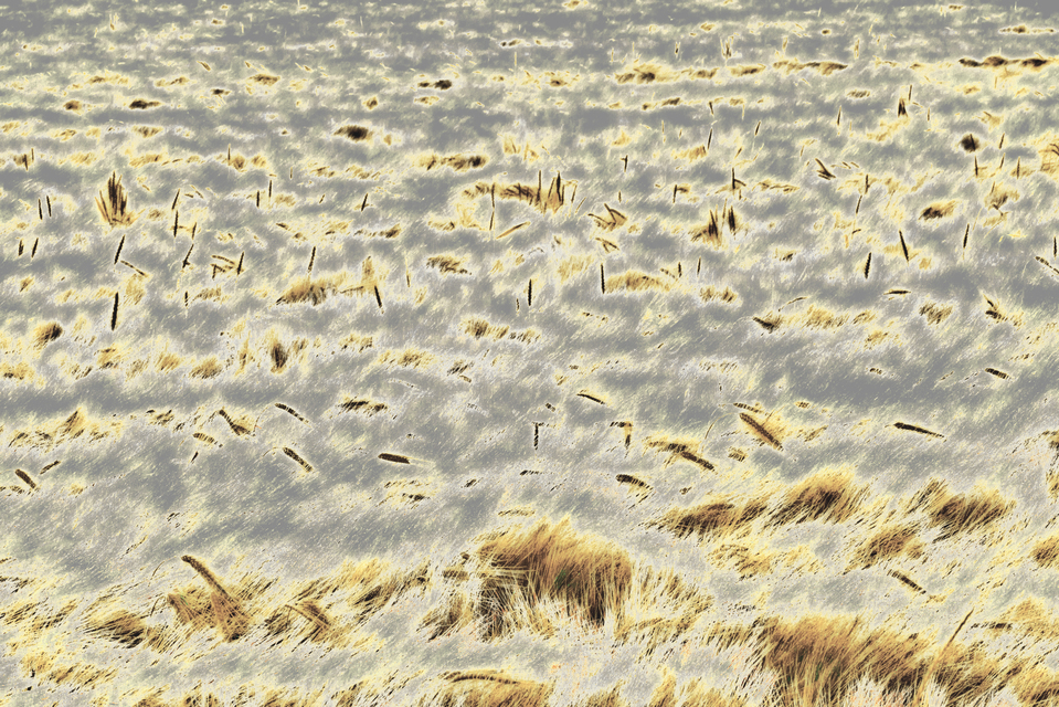 Rye CXXV - ID 007767