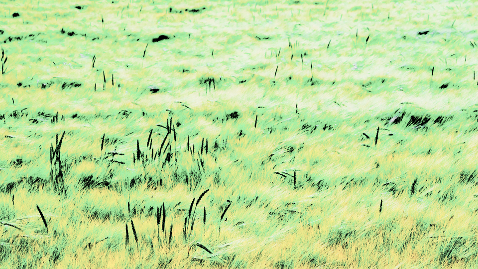 Rye CXXIX - ID 007771