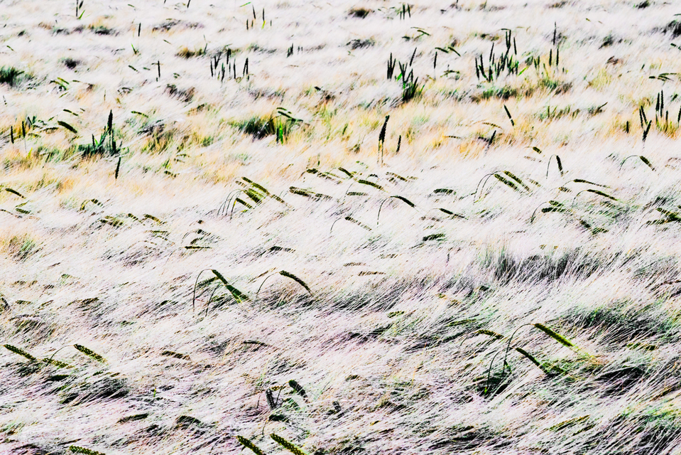 Rye CXXXII - ID 007774