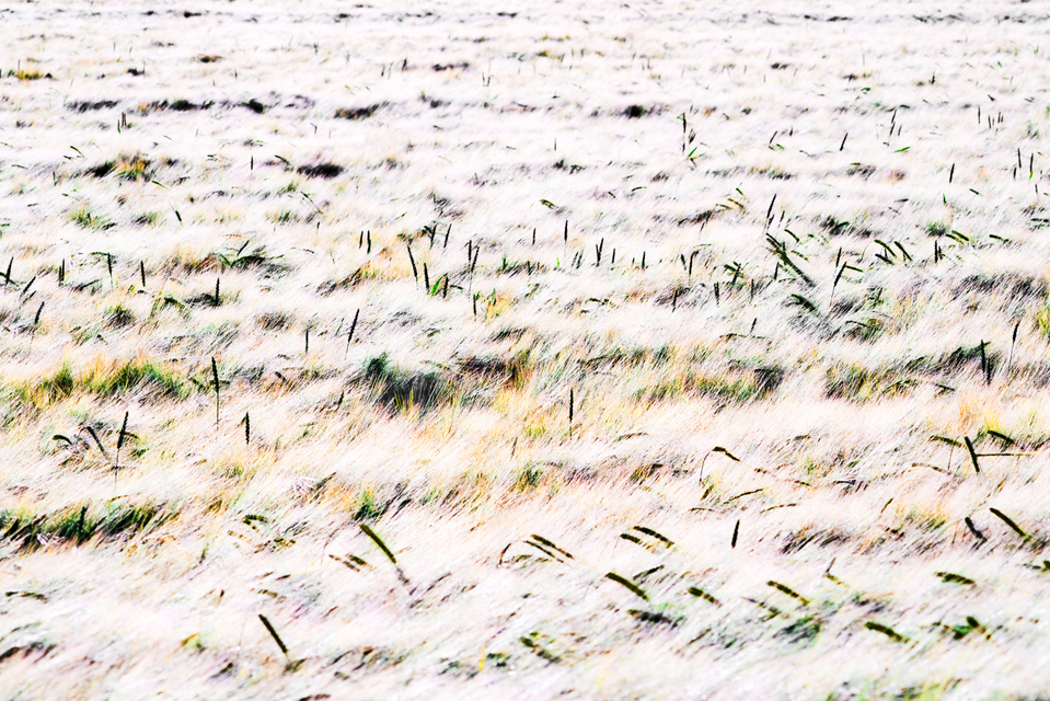 Rye CXXXIV - ID 007776